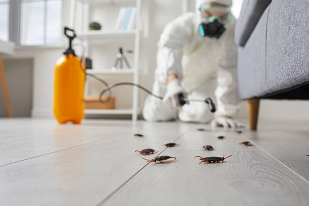 Post-Treatment Bed Bug Interceptor Monitoring in Meeker